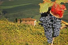 OMGD Insightful overview of the wines of Italy