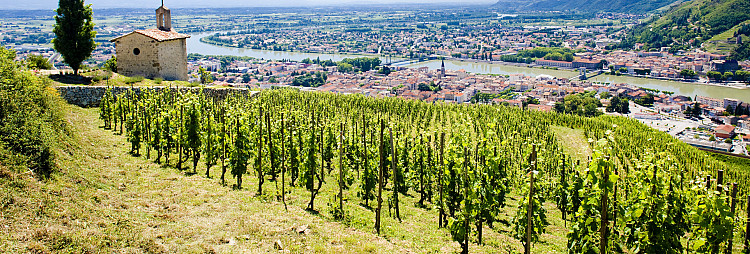 OMGD: Deep Dive into Northern Rhone